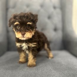 Baby bear - Brown male Schnoodle puppy in Quitman, Texas from Wright Doodles