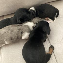 Dachshund Puppies from Dachshund Dad