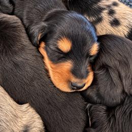 Bennett - Black and tan male Dachshund puppy in Salem, Oregon from Longdox Mini Dachshunds