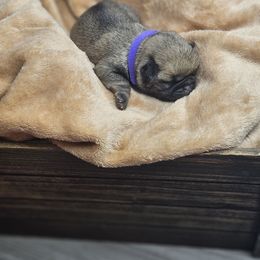 Purple collar - Fawn female Pug puppy in Sultan, Washington from Pawsome Pug Companions