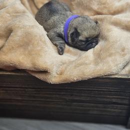 Purple collar - Fawn female Pug puppy in Sultan, Washington from Pawsome Pug Companions