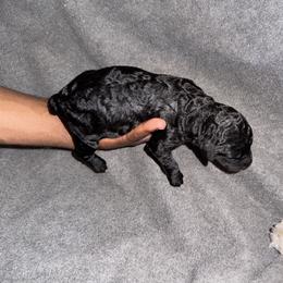 Boy 1 - Black male Poodle puppy in Fort Lauderdale, Florida from SoFlo Standard Poodles
