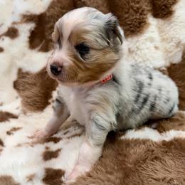 Coral collar - Blue merle female Aussiedoodle puppy in 32046, Florida from River Hill Ranch