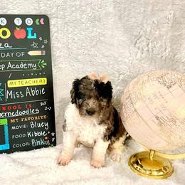 Riza - female Golden Mountain Doodle puppy in Victoria, Texas from Deidre's Doodles