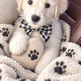Beth - White female Pyredoodle puppy in Sand Springs, Oklahoma from Kiki’s Farm