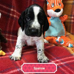 Sparrow - Blue roan Field Spaniel puppy in California from Pridemark