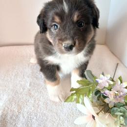 Anna - Red tri female Miniature Australian Shepherd puppy in Gretna, Virginia from Adams Acres Cattle Dogs