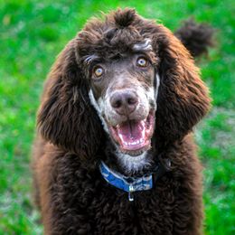 Hemingway  - Poodle