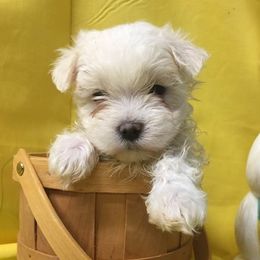 Maltese, Poodles, Shiba Inu, and Shih Tzus from Windmill Creek Puppies