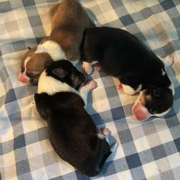 Male 1 - Black and tan male Pembroke Welsh Corgi puppy in Cooper, Texas from S7 Corgis and Chaos