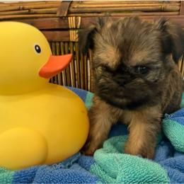 Gunnar  (green) - Red male Brussels Griffon puppy in Brooks, Georgia from Brooks Berner Bears & Brussels Griffons