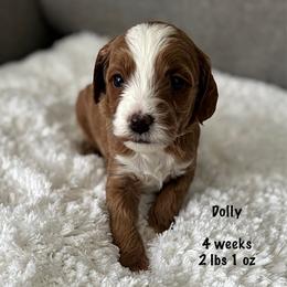 Female spot 1 - Red  female Goldendoodle puppy in Idaho Falls, Idaho from Triple H puppies