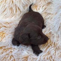 Hazel - Chocolate female Dachshund puppy in Midland, Texas from The Barefield Doxies