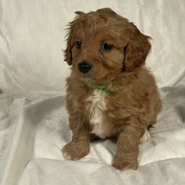 Cavapoo and Poodle Puppies from Coopers Lane Puppies