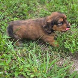 Moose - Red male Dachshund puppy in Port Charlotte, Florida from Belinda's little darlings dachshunds