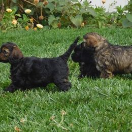 Cocker Spaniel Puppies from Doc's Cockers