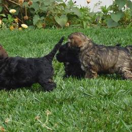 Cocker Spaniel Puppies from Doc's Cockers