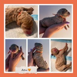 Astro - Cream male Goldendoodle puppy in Miami Dade County, Florida from Doodle Lovers