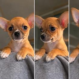Ángel - Black sabled fawn male Chihuahua puppy in Yamhill, Oregon from Diamond Dog Chihuahuas