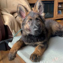 Sesai - Sable female German Shepherd puppy in Portland, Tennessee from Howixx German Shepherds