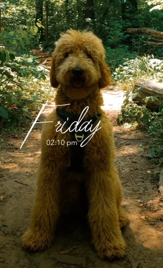 Poodle All Grown Up from Pop's  Poodle Pups