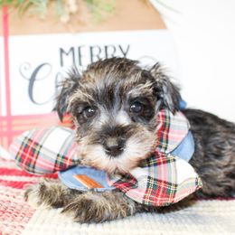 Boy 1 - Salt and pepper male Miniature Schnauzer puppy in Antlers, Oklahoma from Rocking H