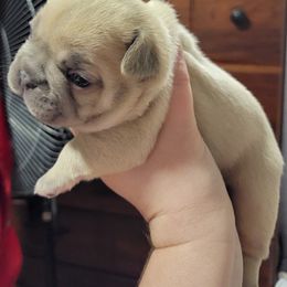 French Bulldog Puppies from Smith's Small Town Frenchies