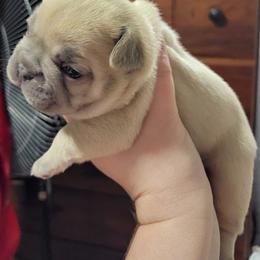 French Bulldog Puppies from Smith's Small Town Frenchies