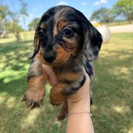 Lainey - Dapple female Dachshund puppy in Goldthwaite, Texas from Mini Mama Dachshunds