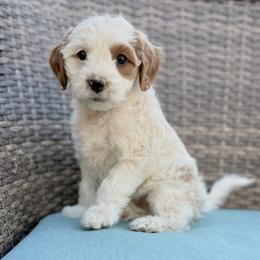 Iris (Purple) - Parti female Goldendoodle puppy in Twin Falls, Idaho from Magic Valley Family Doodles