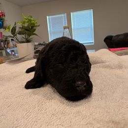 Goldendoodle and Poodle Puppies from Southern Stroll Poodles & Doodles