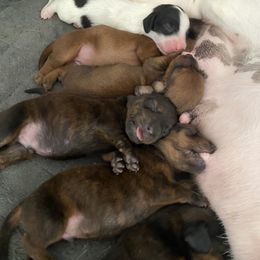 Dachshund Puppies from Bella’s Puppies