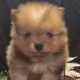 Cho merle boy - Chocolate merle male Pomeranian puppy in Bloomingdale, New Jersey from Bella Luna Pomeranians