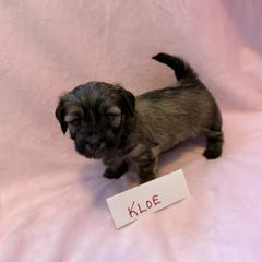 Kloe - Gold sable female Havana Silk Dog puppy in Marlboro, Vermont from Maplewood Silks