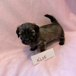 Kloe - Gold sable female Havana Silk Dog puppy in Marlboro, Vermont from Maplewood Silks
