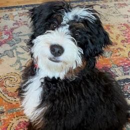 Sully - Bernedoodle