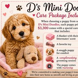 Poodle puppies from Ds_minidoodles