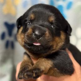 Girl 2 - Black and mahogany female Rottweiler puppy in Newfoundland, Pennsylvania from Poconopaws