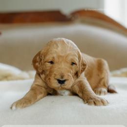 Peter - Red  male Goldendoodle puppy in Hiddenite, North Carolina from Rose and Reid Doodles
