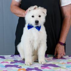 Berger Blanc Suisse Puppies from Moro Shepherds