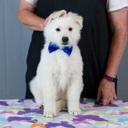 Berger Blanc Suisse Puppies from Moro Shepherds