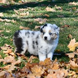 Pearl - Blue merle female Miniature Australian Shepherd puppy in Bristow, Iowa from Pine Ridge Toy Aussies