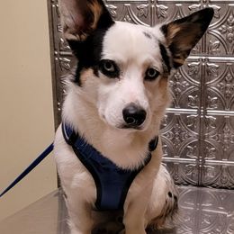 Memphis - American Corgi