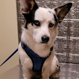 Memphis - American Corgi