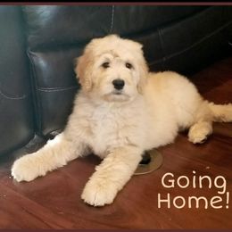 French Bulldog, Goldendoodle, and Golden Retriever Puppies from Crystal Coast Kennels, LLC