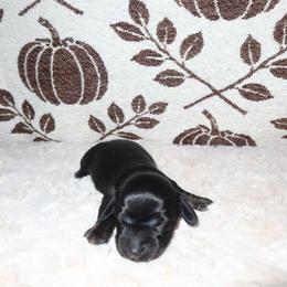 Oreo - Blue and tan male Dachshund puppy in Coachella, California from Liliana's Dachshunds