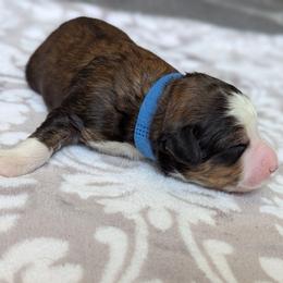 Blue - Tri-color male Bernedoodle puppy in Connecticut from Valley View Doodles