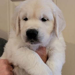 Cavapoo, Goldendoodle, and Golden Retriever Puppies from SoléLuna Golden Retrievers