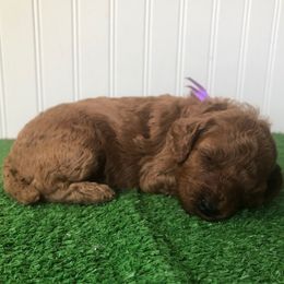 Scarlett - Red  female Poodle puppy in Springtown, Texas from North Texas Puppies