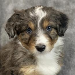 Aussiedoodles, Bernedoodles, Cavapoos, and Goldendoodles from Timp Doodles
